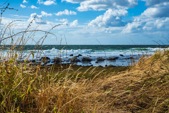Strandvegetation, Halbinsel Kullen, Schonen, Schweden