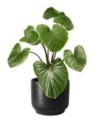 Philodendron melanoneuron png mockup in a ceramic pot © jay