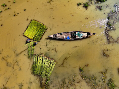 Aerial view of farmers processing jute plants in the water with a wooden boat in Kushtia, Khulna Division, Bangladesh.