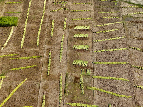 Aerial view of jute fibers drying in rows on agricultural fields in Kushtia, Khulna Division, Bangladesh.