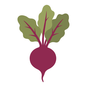 A vibrant flat vector illustration of a fresh beetroot vegetable with green leafy tops and purple roots isolated on a white background perfect for healthy food and organic farming design concepts
