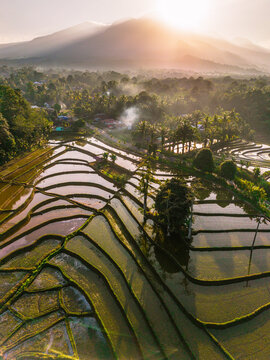 Aerial view of lush green rice terraces reflecting the golden sunlight at sunrise with a misty mountain backdrop in Trawas, East Java, Indonesia.