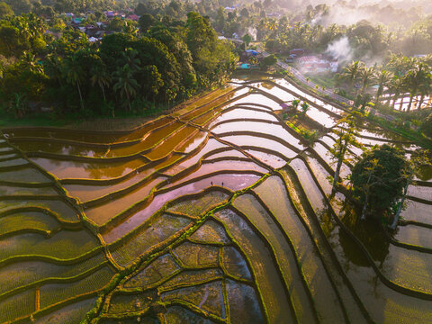 Aerial view of lush terraced rice paddies reflecting the golden hour sunlight with surrounding tropical trees and a rural village in Trawas, East Java, Indonesia.