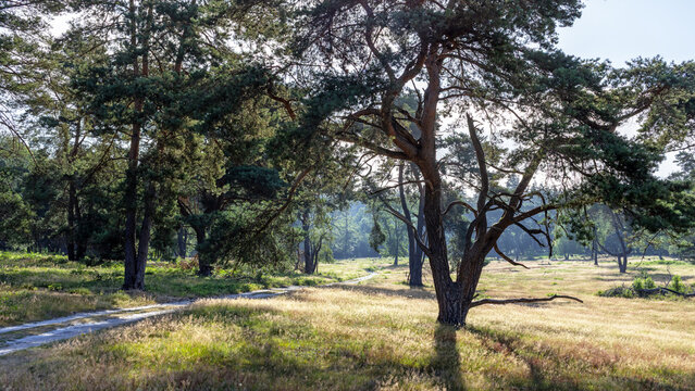Footpath and early morning light in Plantage Willem III, part of Utrechtse Heuvelrug national park, Rhenen, Netherlands