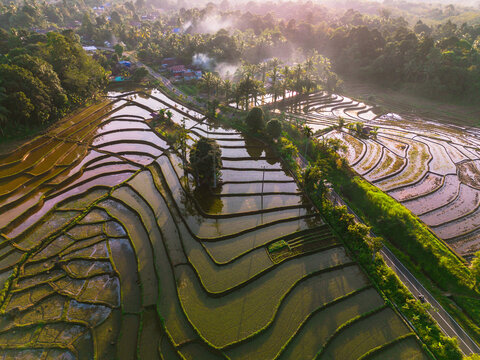 Aerial view of lush terraced rice fields reflecting the golden hour sunlight with palm trees and a winding road in Trawas, East Java, Indonesia.