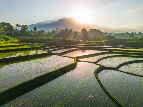 Aerial view of lush green rice terraces reflecting the golden morning sun with a majestic mountain in the background in Trawas, East Java, Indonesia.