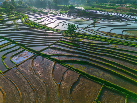 Aerial view of lush green rice terraces with reflective water-filled paddies, intricate terraced slopes, and a solitary tree under soft morning light in Trawas, East Java, Indonesia.