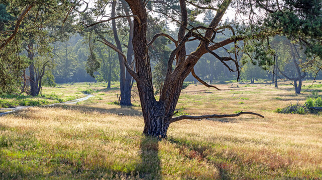 Footpath and early morning light in Plantage Willem III, part of Utrechtse Heuvelrug national park, Rhenen, Netherlands