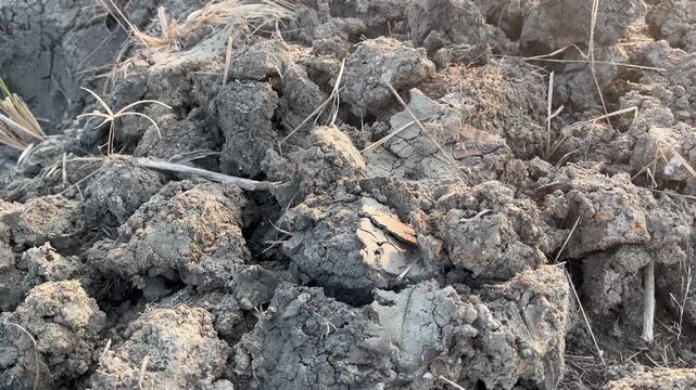 Rough dry soil texture with dried rice straw on agricultural field