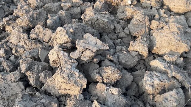Texture of dry cracked soil bumps on agricultural land
