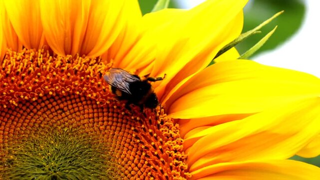 A bumblebee sits at the center of a bright yellow sunflower during pollination. The camera shoots a side close-up, showcasing curved petals, pollen, fluffy insect body, green background, and soft natu