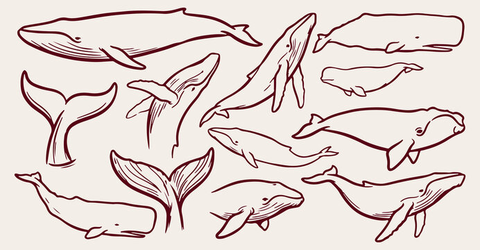 whales seamless pattern, ocean whale marine background, humpback whale texture, sea mammal vector, aquatic blue whale wallpaper, ocean creature sketch, marine mammal pattern, deep ocean background
wha
