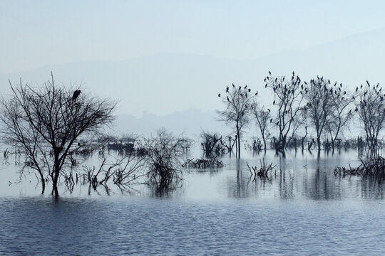  Ana Sagar lake in Ajmer with silhouettes of trees and birds. A foggy morning scene.