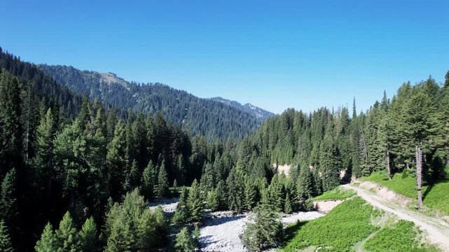 Cedar forest borders a rocky stream in Badwai Khwar, Upper Dir, Khyber Pakhtunkhwa, Pakistan