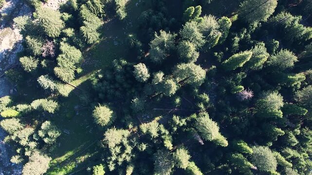 Top-down view of dense cedar and pine forest canopy in Khyber Pakhtunkhwa, Pakistan