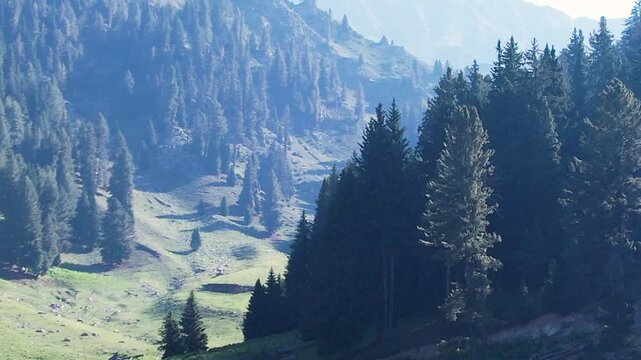 Dense conifer forest borders open meadows in Black Forest Valley, Utror, Upper Dir, Khyber Pakhtunkhwa, Pakistan