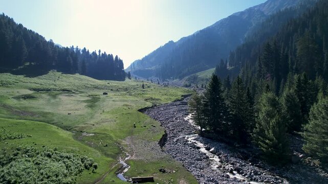 Rocky stream winds through Black Forest in Utror Valley, Upper Dir, Khyber Pakhtunkhwa, Pakistan