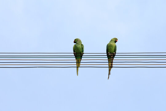 Two parrots perched on electrical wires, against a clear sky, creating a simple natural composition.