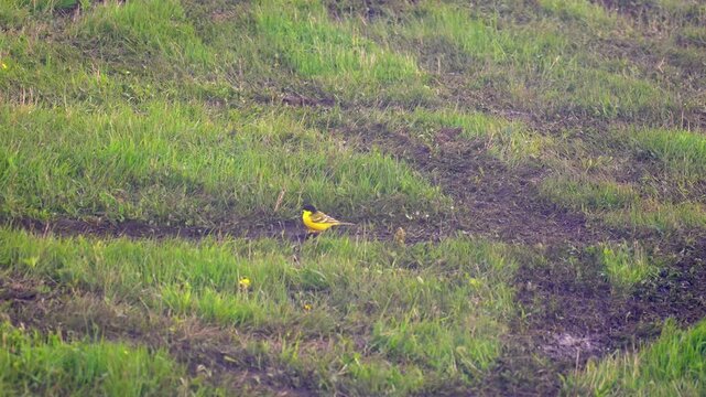 Small yellow wagtail, motacilla flava, foraging for insects in a muddy green field while it is raining, showing the bird's natural behavior and its interaction with the wet environment