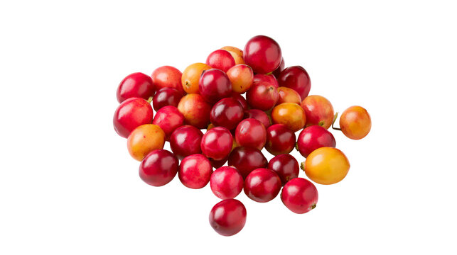 Fresh red and yellow coffee cherries isolated on transparent background for professional digital design projects