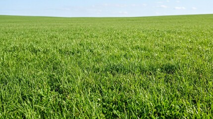 Obraz premium nature backgrounds, vibrant green grass texture fills the frame, evoking a fresh, natural vibe
