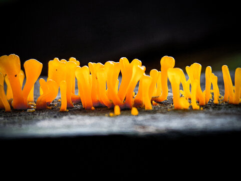 Close-up of small orange-yellow tuning fork fungus or Dacryopinax spathularia growing in line on dead timber