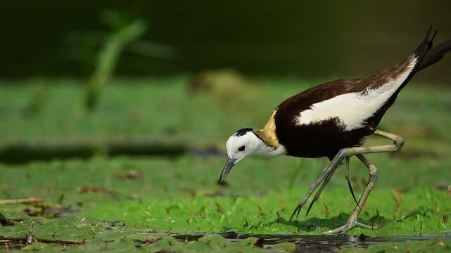 A detailed side-angle shot of an elegant Pheasant-tailed Jacana showcasing its signature long tail feathers, white face, and brilliant golden-yellow patch on the back of its neck.