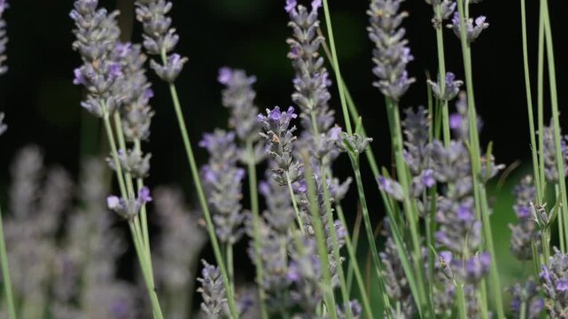 Butterfly lavender garden, white moth pollinating purple fragrant flower stems in summer. Extreme close up shallow depth of field shot.