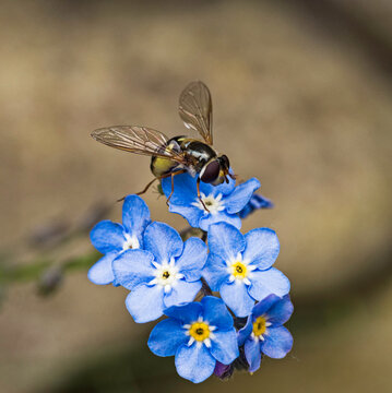 Black-tailed aphideater, Eupeodes luniger, adult feeding on nectar and pollen as energy sources.
