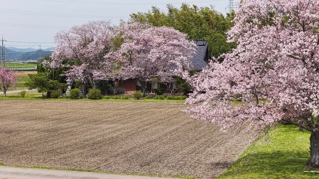 Cherry blossom trees frame rural farmhouse and spring fields in Kameoka, drone pullback upward tilt