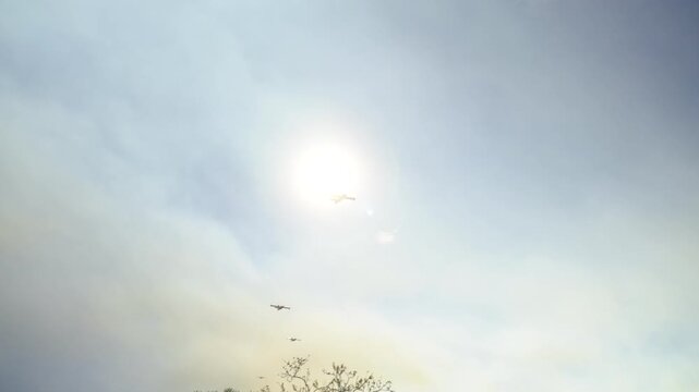 Canadair firefighting aircraft fly beneath bright sun through smoky sky above treetops, upward angle