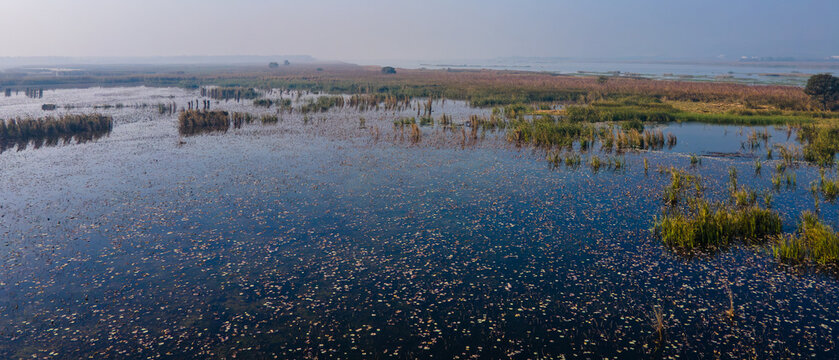 Aerial view of Rasul Barrage wetlands featuring calm water covered with aquatic plants and lily pads, surrounded by marshy vegetation and distant plains in Wazirabad, Punjab, Pakistan.
