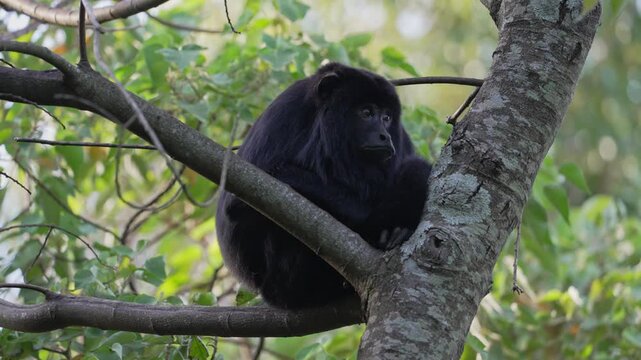 Adult male black howler monkey sits quietly on a tree branch surrounded by green foliage, useful for wildlife behavior, South American biodiversity, or conservation themes.
