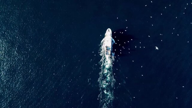 Aerial view of a white boat cruising through deep blue sea water surrounded by a flock of seagulls in Calp, Valencian Community, Spain.