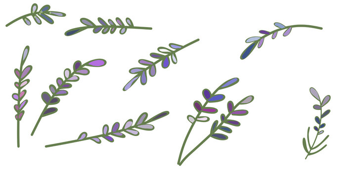 Cute vector set of hand-drawn lavender or floral branches in purple and green colors isolated on transparent or white background, png