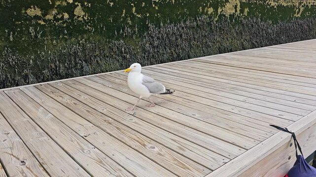 Seagull pauses on a sunlit marina dock, surrounded by pale wood planks, seaweed covered seawall, and quiet coastal harbor scenery for bird, travel, and nature footage.
