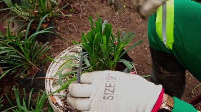 Close up of gardener removing plant from nursery pot for planting. Gloved hands handle young plant beside soil, bucket and potted seedlings in outdoor garden.