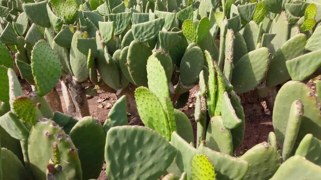 Close up of green prickly pear cactus growing in dry soil. Thick cactus pads fill the frame with young growth in an arid landscape during daylight