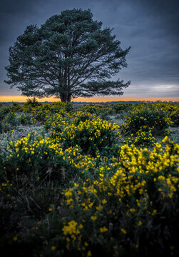 Gorse blossom in New Forest England