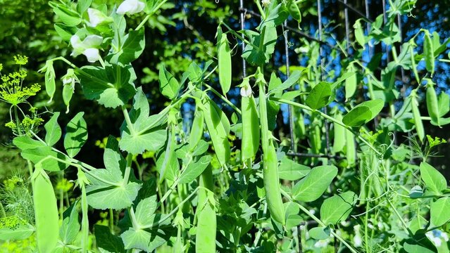 Green pea pods and delicate tendrils thriving on plants in a vibrant garden setting under sunlight