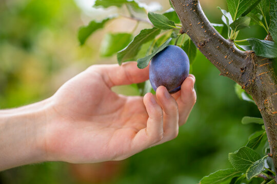 Man hand picking ripe plum from fruit tree in sunny orchard, close up