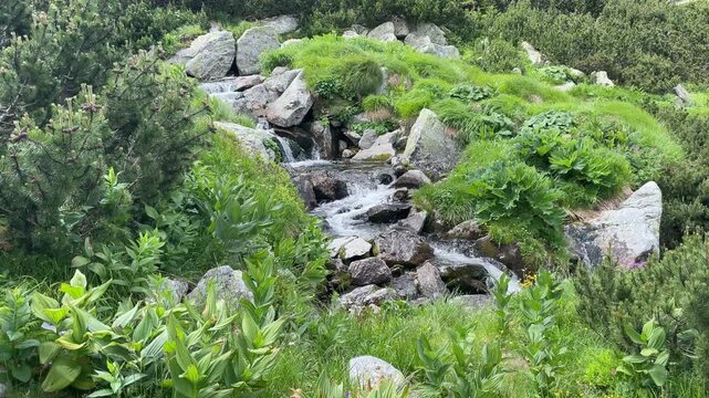High angle view of a crystal clear mountain stream and small waterfall flowing through a lush green forest in Retezat Mountains, Romania, nature and travel video, 4k, 60fps.