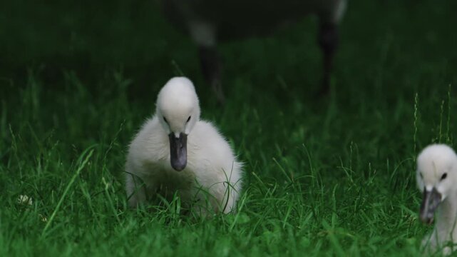 Close-up view of fluffy baby swan cygnet walking through green grass, wildlife, nature and conservation view.