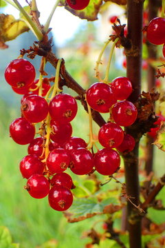 Vibrant Red Currants Ripening on Summer Bush
