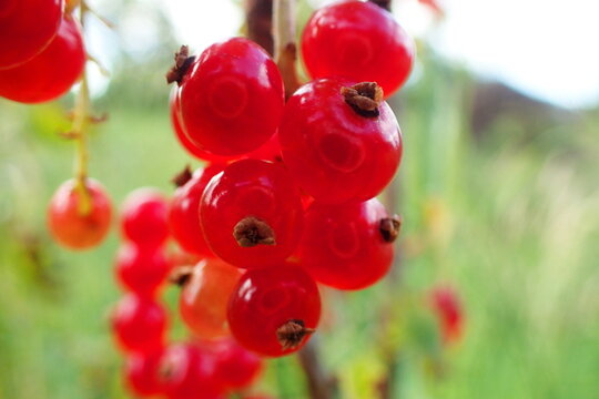 Vibrant Redcurrants Cluster Shallow Depth of Field