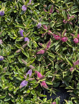 Hebe Shrub Purple and Pink Bloom Abundance
