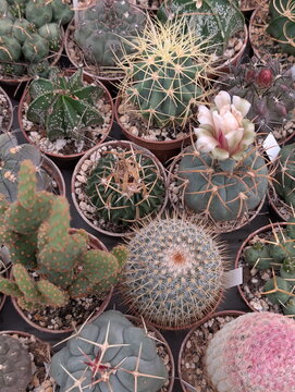 Diverse Cactus Garden Showcase with Blooming Flower
