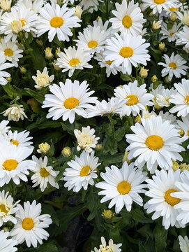 Lush White Daisies Summer Gentle Embrace