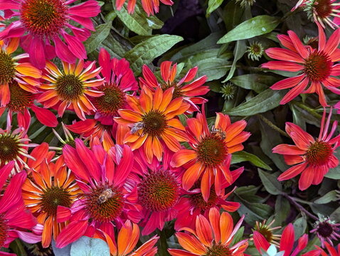 Vibrant Bicolor Echinacea Coneflowers and Honey Bees