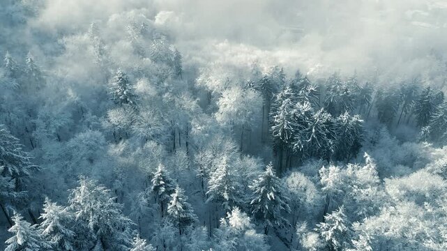 Snow covered trees in a forest with mist and beautiful light, aerial birds eye view winter footage with the camera slowly spinning and tilting   